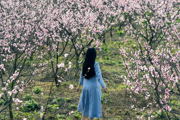 桃花樹下美女