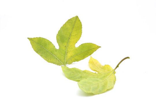 高清樹(shù)葉圖片素材