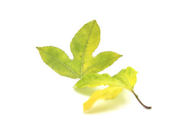 高清樹(shù)葉圖片素材