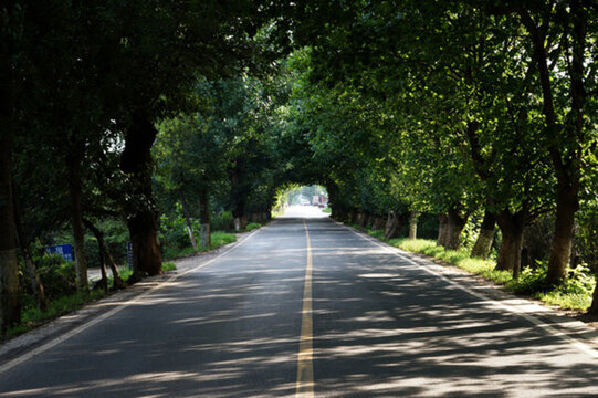 林蔭隧道