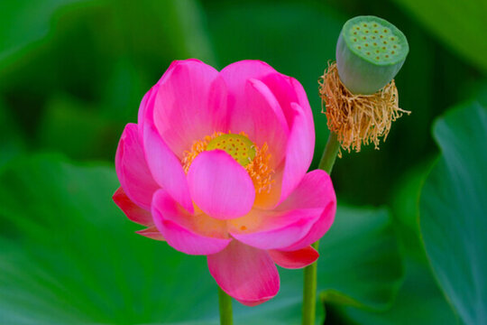 荷花