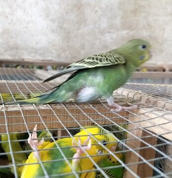 鸚鵡養(yǎng)殖