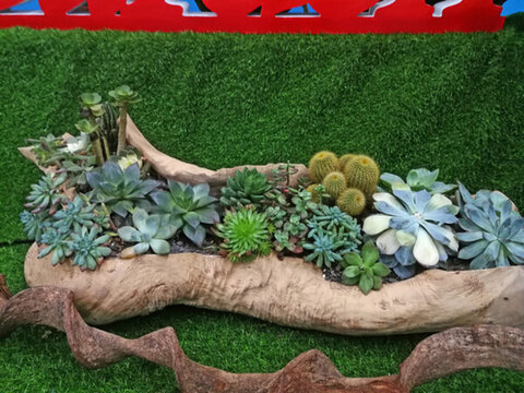 多肉植物