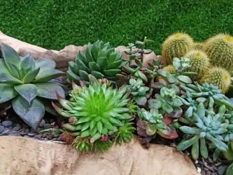 多肉植物