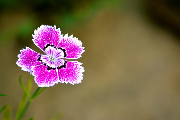 石竹花