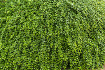 綠葉綠色植物墻