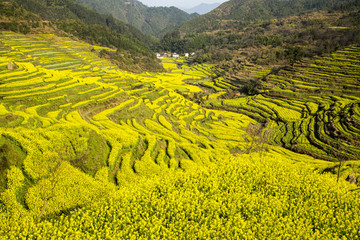 上饒婺源篁嶺景區(qū)油菜花梯田