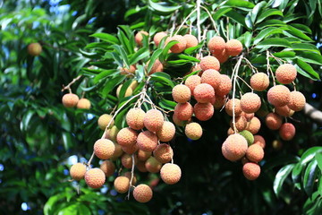 荔枝