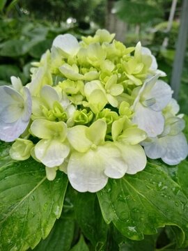 繡球花