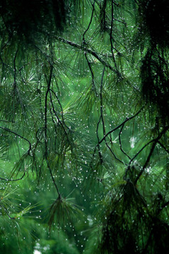 樹葉雨珠