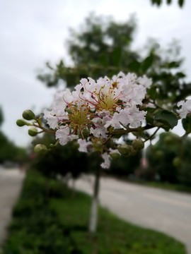 紫薇花