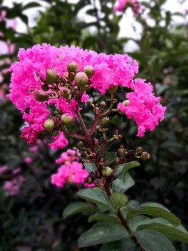 紫薇花