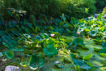 濟南泉城公園