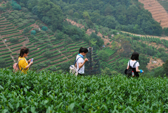 茶樹