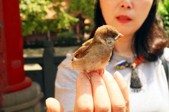 手持麻雀