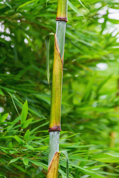 竹子