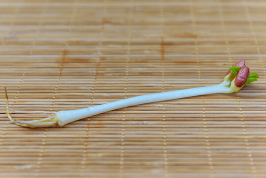 一根豆芽