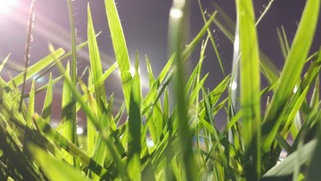 草坪草
