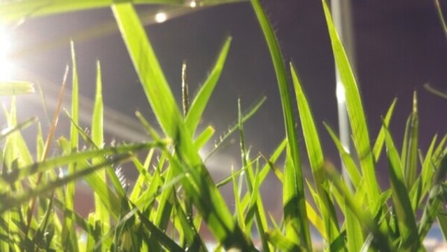 小草
