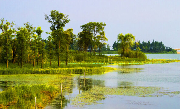 濕地公園景觀
