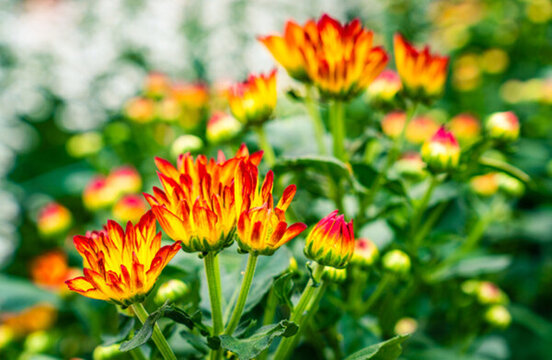 菊花