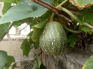 小南瓜