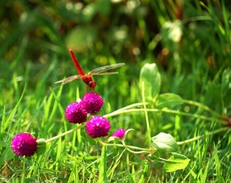 紅蜻蜓