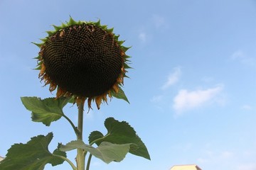 向日葵