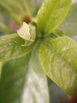 西安浐灞桃花潭公園荷花