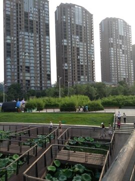 西安浐灞桃花潭公園荷花