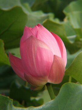 西安浐灞桃花潭公園荷花