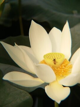 西安浐灞桃花潭公園荷花