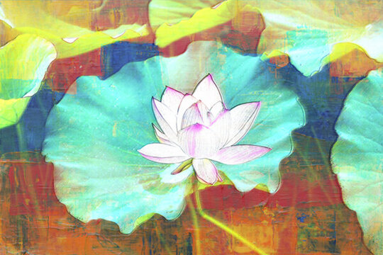 荷花
