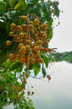 龍眼樹(shù)