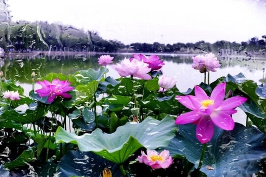 荷花