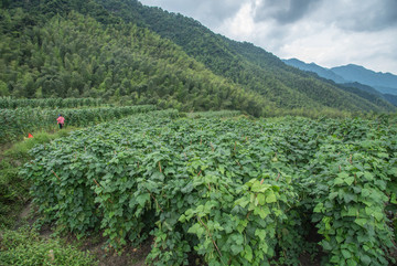 無公害蔬菜基地
