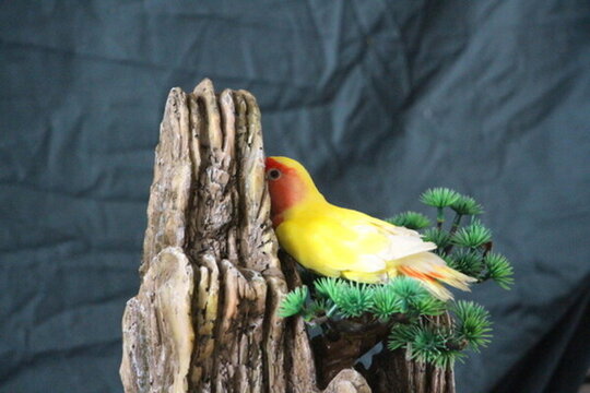 鳥
