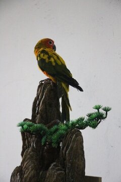 鳥