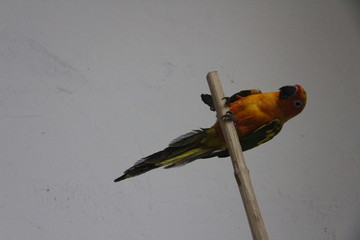 鳥