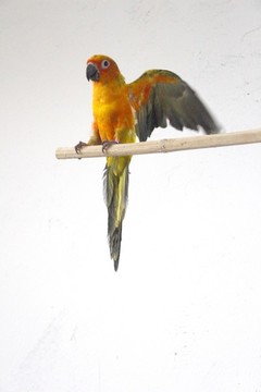 鳥
