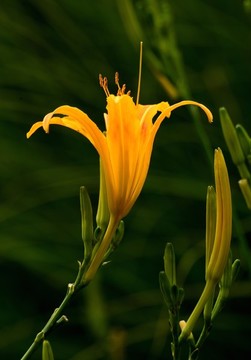 百合花
