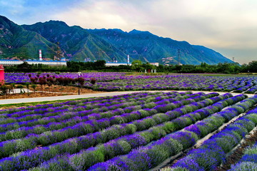 薰衣草莊園