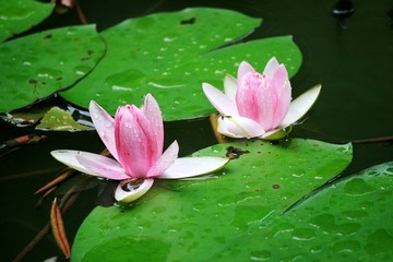 睡蓮