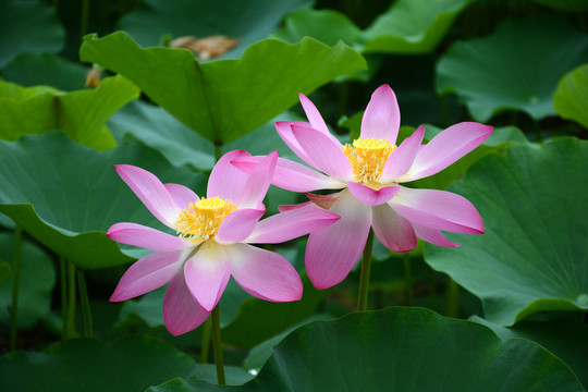 荷花并蹄蓮
