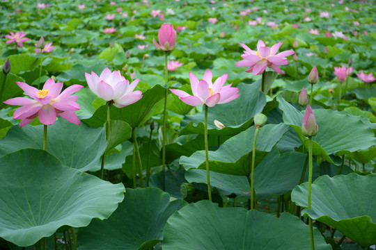 夏日荷花