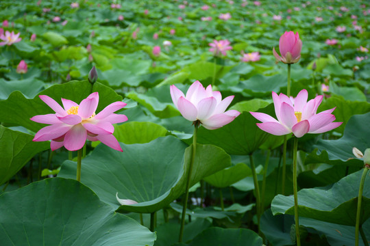 夏日荷花