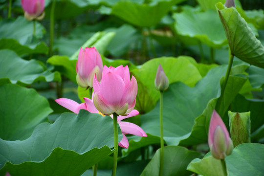 夏日荷花