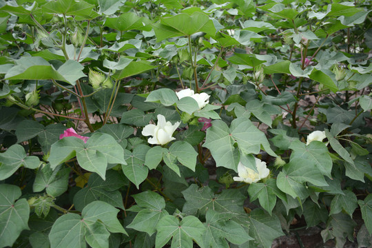棉花
