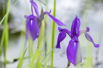鳶尾花