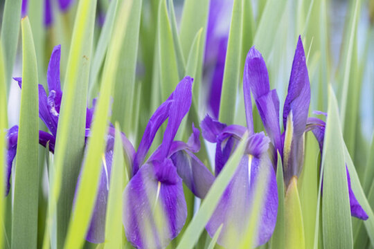 鳶尾花